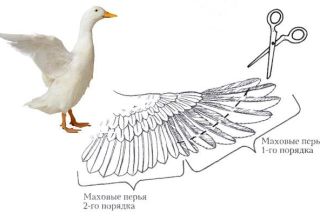 Wie und in welchem ​​Alter sollen die Flügel von Enten abgeschnitten werden, damit sie nicht fliegen?