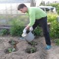 Ako a ako nakŕmiť karfiol na otvorenom poli