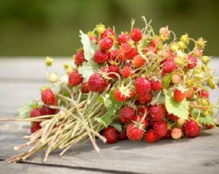 Hvordan kan du holde jordbær til vinteren uden at tilberede frisk
