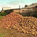 Labāko kartupeļu šķirņu apraksti un raksturojums, kā arī 2020. gada vērtējums