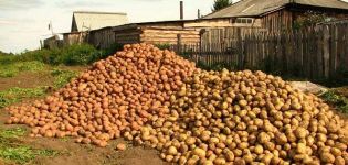 Opisy i cechy najlepszych odmian ziemniaka oraz ocena roku 2020