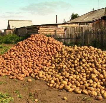 Descriptions and characteristics of the best potato varieties and rating of 2020