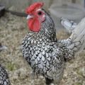 Description and characteristics of the 22 best breeds of decorative chickens