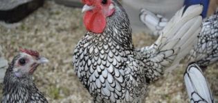 Description and characteristics of the 22 best breeds of decorative chickens