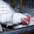Reglas para mantener y criar pollos de engorde en casa en jaulas.