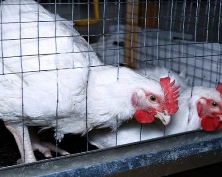 Regole per tenere e far crescere i polli da carne a casa in gabbie