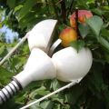 Varieties of devices for picking apples and how to do it yourself