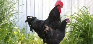 Description et règles d'élevage des poulets de la race Xin Xin Dian
