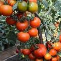 Beschrijving van de tomatensoort Japanse dwerg en opbrengst
