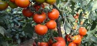 Description de la variété de tomate japonaise naine et rendement