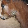Původce a příznaky mytí u koní, způsoby léčby a metody prevence