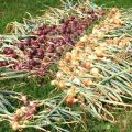 How and where is it better to dry onions after harvesting from the garden