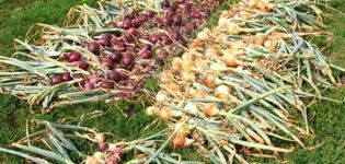 How and where is it better to dry onions after harvesting from the garden