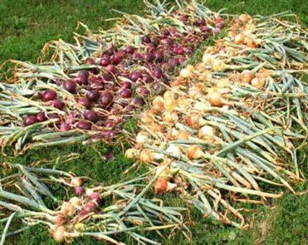 Kaip ir kur geriau išdžiovinti svogūnus nuėmus derlių iš daržo