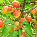 Description and characteristics of the apricot variety Akademik, planting, growing and care