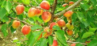 Popis a vlastnosti meruňkové odrůdy Akademik, pěstování, pěstování a péče