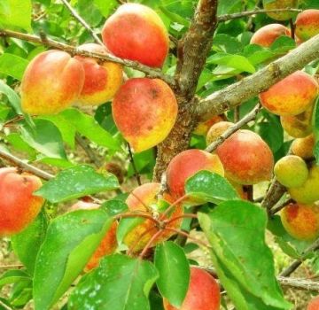 Description et caractéristiques de la variété d'abricot Akademik, plantation, culture et entretien
