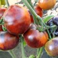 Opis odrody paradajok Ivan da Marya