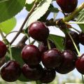 Vyšnių veislės „Khutoryanka“ aprašymas ir savybės, auginimas ir priežiūra