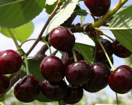 Descrizione e caratteristiche della varietà di ciliegia Khutinganka, coltivazione e cura
