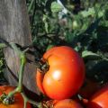 Opis odrody paradajok Northern Express f1, jej pestovanie a starostlivosť