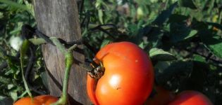 Kuvaus tomaattilajikkeesta Northern Express f1, sen viljelystä ja hoidosta