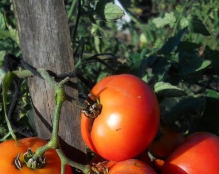 Περιγραφή της ποικιλίας ντομάτας Northern Express f1, της καλλιέργειας και της φροντίδας της