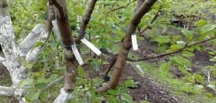 Ako zasadiť vlašské orechy v lete a na jar doma