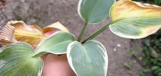 Signs of hosta disease and pest infestation, treatment and prevention