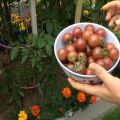 Cherry Negro pomidorų veislės aprašymas ir derlius