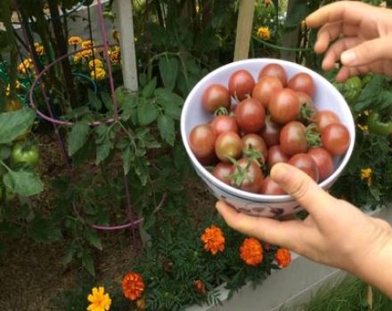 Beschreibung und Ertrag der Kirsch-Negro-Tomatensorte