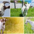 Cauzele sarcinii false la o capră și modul de determinare a stării, consecințe