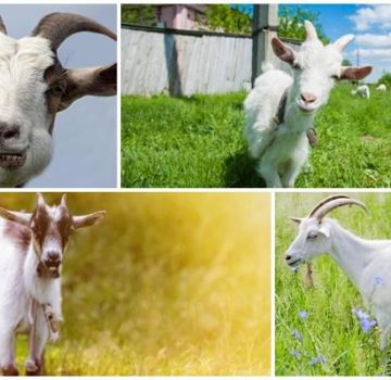 Causes of false pregnancy in a goat and how to determine the condition, consequences