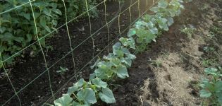 Komkommers kweken in doe-het-zelf verticale bedden