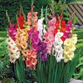 Popisy a charakteristiky odrůd gladioli, názvy nejlepších odrůd