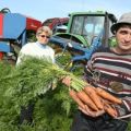 Hvornår skal gulerødder fjernes fra haven til opbevaring