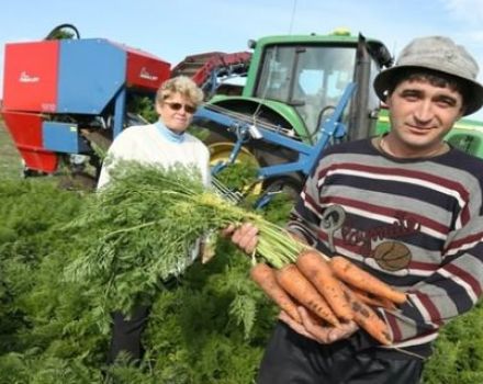 When to remove carrots from the garden for storage