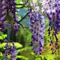 Description and characteristics of the Blue moon wisteria variety, planting and care