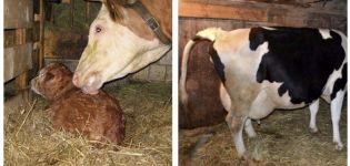 Kako znati kada će se krava teleći, znakovi i koliko sati traju kontrakcije