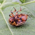 Instructions for use of the drug from the Colorado potato beetle Regent