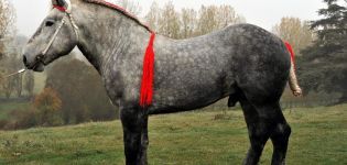 Percheron zirgu šķirnes izcelsmes vēsture un apraksts, saturs un izmaksas