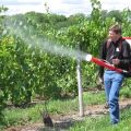 Kuinka ja kuinka ruiskuttaa viinirypäleet heinäkuussa tautien ja tuholaisten torjuntaan