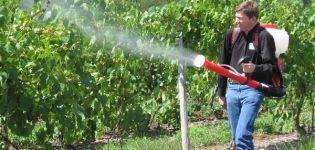 Come e come spruzzare l'uva a luglio per il trattamento di malattie e parassiti