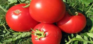 Opis odrody paradajok Atlantis, vlastnosti a podmienky pestovania
