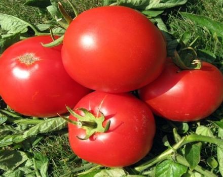 Descripción de la variedad de tomate Atlantis, características de cultivo y rendimiento.