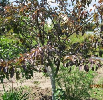 Hvorfor vokser en pæreplante dårligt og slår rod, hvad man skal gøre