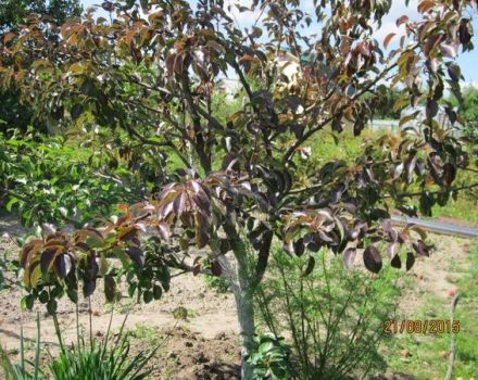 Tại sao cây giống lê sinh trưởng kém và bén rễ, phải làm sao