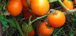 Popis odrůdy rajčat Pohádkový dárek a jeho vlastnosti