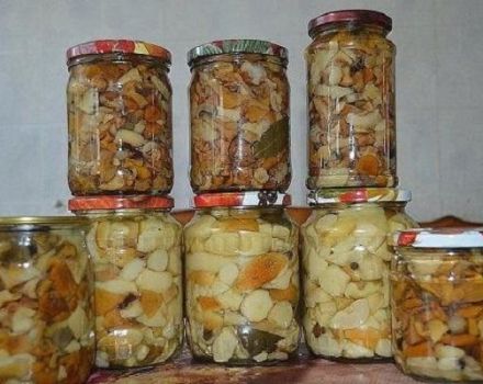 TOP 12 συνταγές για την παρασκευή τουρσί μανιταριών για το χειμώνα