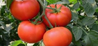 Palenque domates çeşidinin özellikleri ve tanımı